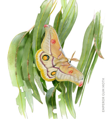 Pintura titulada "Emperor Gum Moth" por Desmond Bovey, Obra de arte original, Acuarela