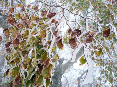 Fotografia intitolato "Premier-froid" da Pierre Fabry, Opera d'arte originale