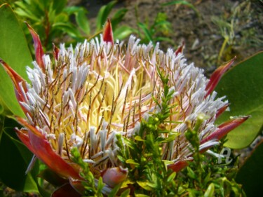 Photography titled "Protea - I" by Devonmeert, Original Artwork, Non Manipulated Photography