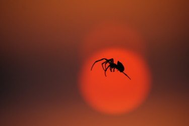 Photographie intitulée "sunset spider" par Tangdam, Œuvre d'art originale