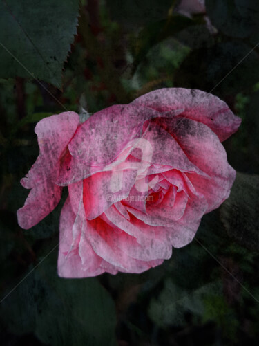 Fotografia zatytułowany „Vintage pink rose b…” autorstwa Diana Editoiu, Oryginalna praca, Fotografia cyfrowa