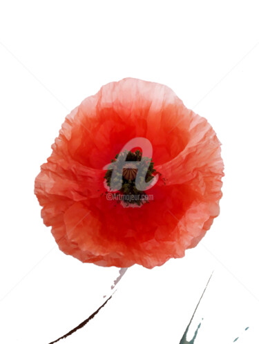 Photography titled "Poppy MNML" by Diana Editoiu, Original Artwork, Manipulated Photography