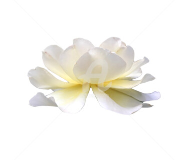 Fotografie getiteld "White rose lotus fl…" door Diana Editoiu, Origineel Kunstwerk, Digitale fotografie