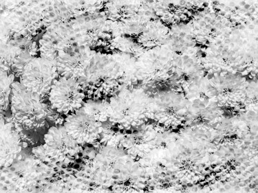 Photographie intitulée "White Chrysanthemum…" par Diana Editoiu, Œuvre d'art originale, Photographie numérique