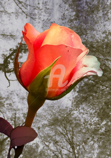Fotografie getiteld "Coral rose park flo…" door Diana Editoiu, Origineel Kunstwerk, Digitale fotografie
