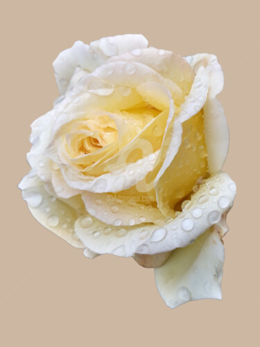 Fotografie getiteld "White rose after th…" door Diana Editoiu, Origineel Kunstwerk, Digitale fotografie