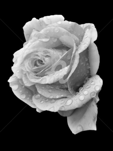 Fotografie getiteld "Monochromatic rose…" door Diana Editoiu, Origineel Kunstwerk, Digitale fotografie