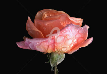Photography titled "Coral rose flower u…" by Diana Editoiu, Original Artwork, Digital Photography