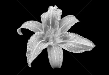 Photography titled "Monochrome Lilly fl…" by Diana Editoiu, Original Artwork, Digital Photography