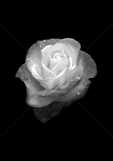 Fotografie mit dem Titel "Luminous rose under…" von Diana Editoiu, Original-Kunstwerk, Digitale Fotografie