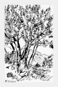 Dessin intitulée "les pins au Fort de…" par Diane Medus, Œuvre d'art originale, Encre