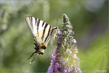 「butterfly nature ph…」というタイトルの写真撮影 Didier Bilonによって, オリジナルのアートワーク, デジタル プレキシガラスにマウント