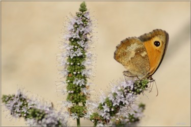 摄影 标题为“butterfly nature ph…” 由Didier Bilon, 原创艺术品, 数码摄影 安装在有机玻璃上