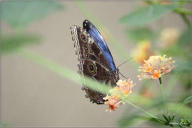 Photography titled "butterfly nature ph…" by Didier Bilon, Original Artwork, Digital Photography Mounted on Plexiglass
