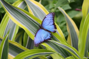 "butterfly nature ph…" başlıklı Fotoğraf Didier Bilon tarafından, Orijinal sanat, Dijital Fotoğrafçılık