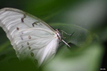 Фотография под названием "butterfly nature ph…" - Didier Bilon, Подлинное произведение искусства, Цифровая фотография