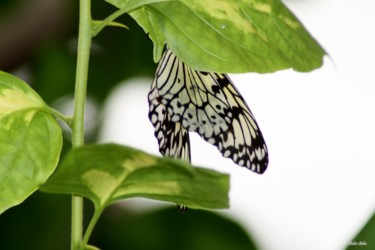 「butterfly nature ph…」というタイトルの写真撮影 Didier Bilonによって, オリジナルのアートワーク, デジタル