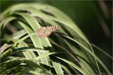 Fotografia zatytułowany „butterfly nature ph…” autorstwa Didier Bilon, Oryginalna praca, Fotografia cyfrowa