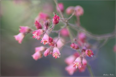 Fotografie mit dem Titel "Floral inspiration…" von Didier Bilon, Original-Kunstwerk, Digitale Fotografie