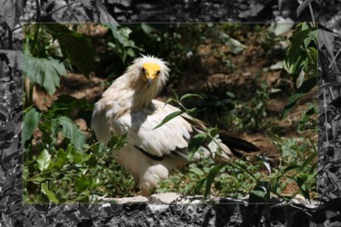 Photographie intitulée "Birds of prey IMG12…" par Didier Bilon, Œuvre d'art originale, Photographie numérique