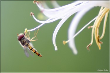 Photographie intitulée "The world of insect…" par Didier Bilon, Œuvre d'art originale, Photographie numérique