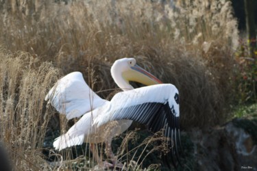 Фотография под названием "Flight of birds - I…" - Didier Bilon, Подлинное произведение искусства, Цифровая фотография