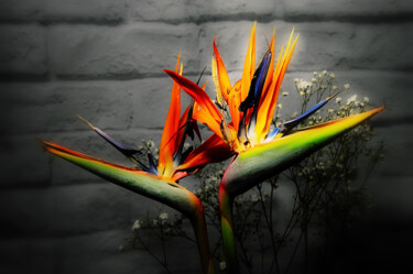 Photographie intitulée "Fleur oiseau de par…" par Didier Bloch, Œuvre d'art originale, Photographie numérique