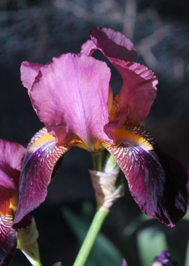 Photographie intitulée "Iris mauve" par Didier Piron, Œuvre d'art originale