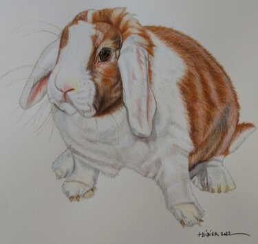 Drawing titled "Lilou - Lapin Bélie…" by Didier Plouviez, Original Artwork, Watercolor