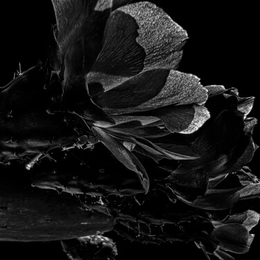 Fotografia intitulada "Opuntia humifusa 2" por Didier Van Der Borght, Obras de arte originais, Fotografia digital