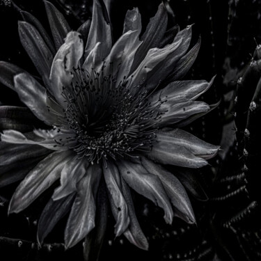 Photographie intitulée "Echinopsis chiloens…" par Didier Van Der Borght, Œuvre d'art originale, Photographie numérique