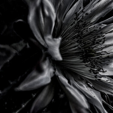 Фотография под названием "Echinopsis chiloens…" - Didier Van Der Borght, Подлинное произведение искусства, Цифровая фотограф…