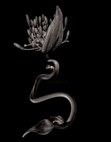 Фотография под названием "Chimère 3" - Didier Van Der Borght, Подлинное произведение искусства, Манипулированная фотография