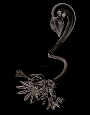 Photographie intitulée "Chimère 4" par Didier Van Der Borght, Œuvre d'art originale, Photographie manipulée