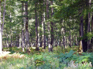 Photographie intitulée "Forêt primaire - I" par Didier Cayet, Œuvre d'art originale