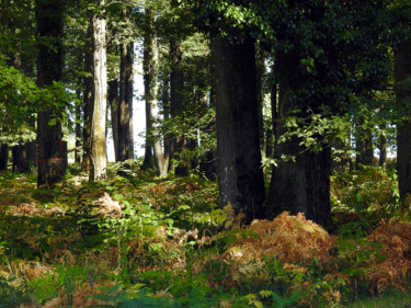 Photographie intitulée "Forêt primaire - II" par Didier Cayet, Œuvre d'art originale