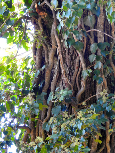 Photographie intitulée "L'arbre aux lianes" par Didier Cayet, Œuvre d'art originale