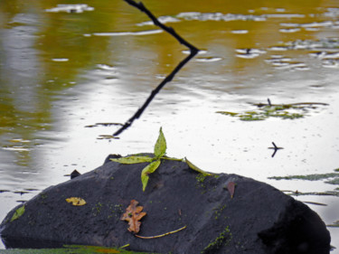 Photography titled "Animal échoué" by Didier Cayet, Original Artwork