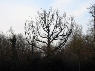 Photographie intitulée "Un arbre pour JMZ" par Didier Cayet, Œuvre d'art originale