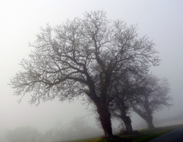 Photographie intitulée "Trois trees -II" par Didier Cayet, Œuvre d'art originale