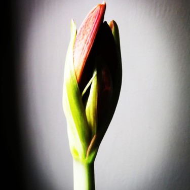 Photography titled "photo-fleur.jpg" by Didier Moons, Original Artwork