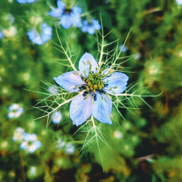 Fotografia zatytułowany „Serpent bleu” autorstwa D. Oms, Oryginalna praca, Fotografia cyfrowa