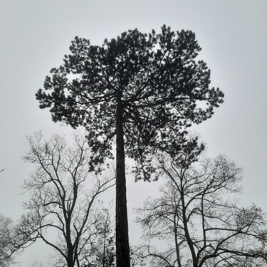 Fotografia zatytułowany „Pinus sylvestris” autorstwa D. Oms, Oryginalna praca, Fotografia cyfrowa