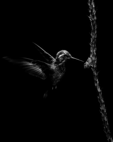 Photography titled "Hummingbird" by Diego Stamato, Original Artwork, Manipulated Photography