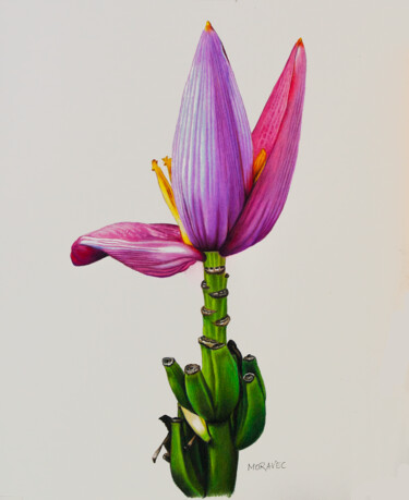Disegno intitolato "Banana Blossom" da Dietrich Moravec, Opera d'arte originale, Matite colorate