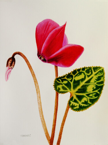 Zeichnungen mit dem Titel "Cyclamen" von Dietrich Moravec, Original-Kunstwerk, Conté-Buntstifte