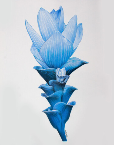 Desenho intitulada "Turmeric Blossom" por Dietrich Moravec, Obras de arte originais, Conté