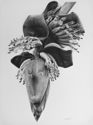 Desenho intitulada "Banana Nursery" por Dietrich Moravec, Obras de arte originais, Lápis