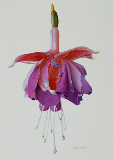 Картина под названием "Fuchsia" - Dietrich Moravec, Подлинное произведение искусства, Акварель