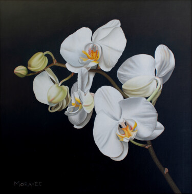 Schilderij getiteld "Phalaenopsis" door Dietrich Moravec, Origineel Kunstwerk, Olie